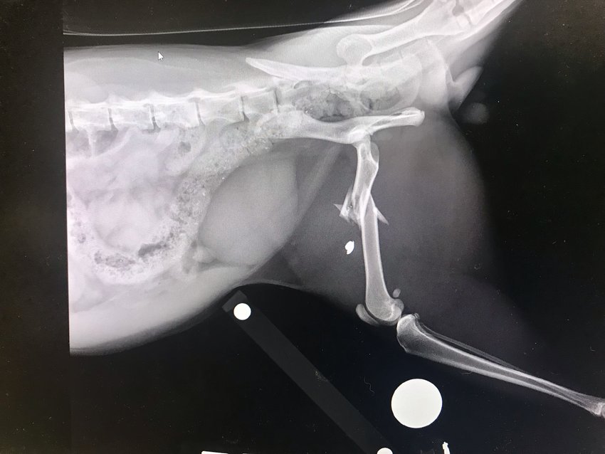 X-ray images show a bullet lodged in JR's rear leg.